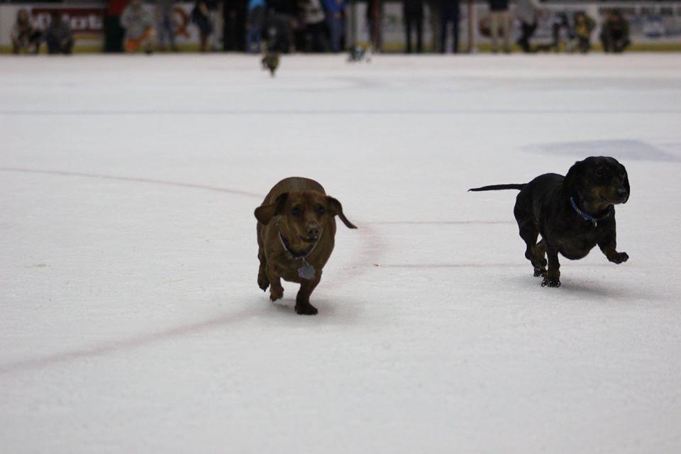 Dogs and humans can head to Scope Arena for hockey fun