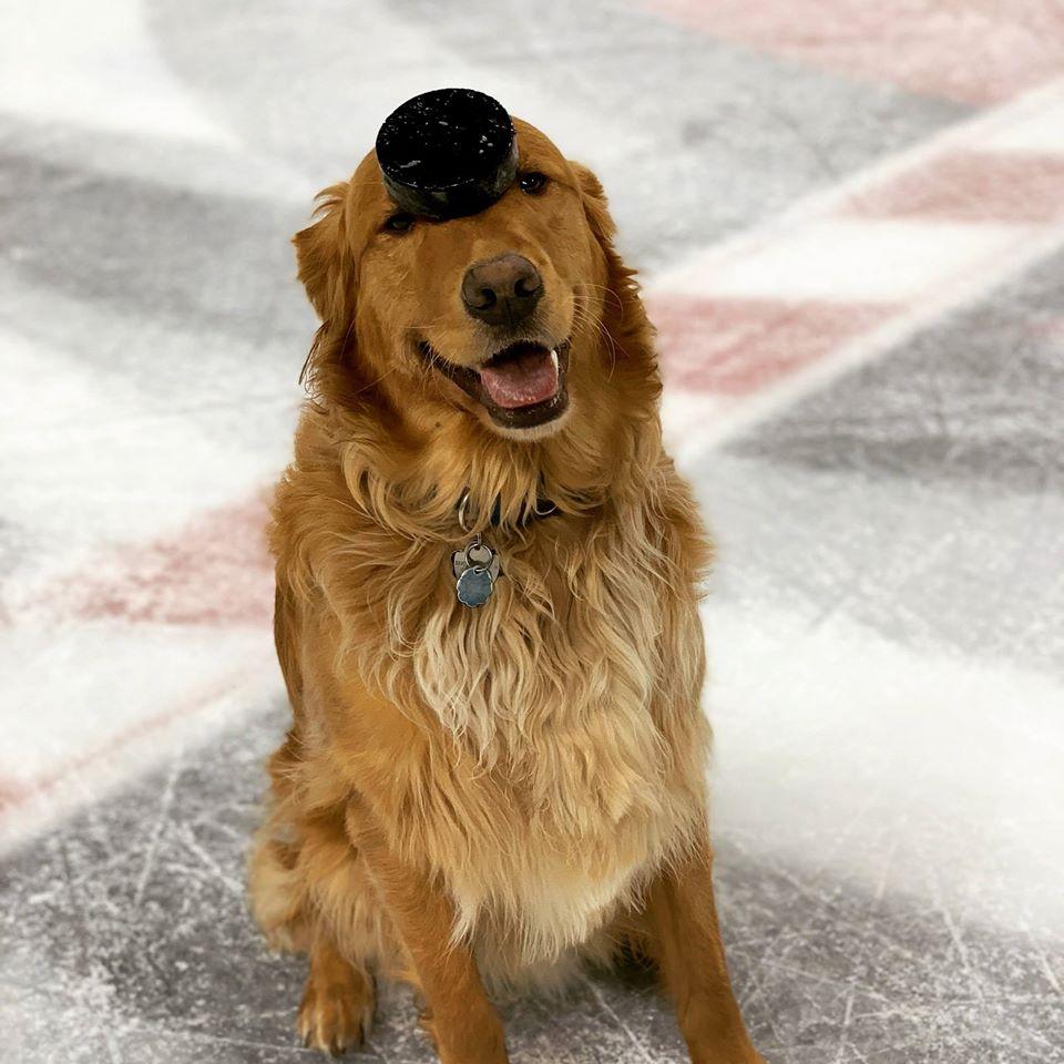 Dog Friendly Hockey Games - 2023 / 2024 Season