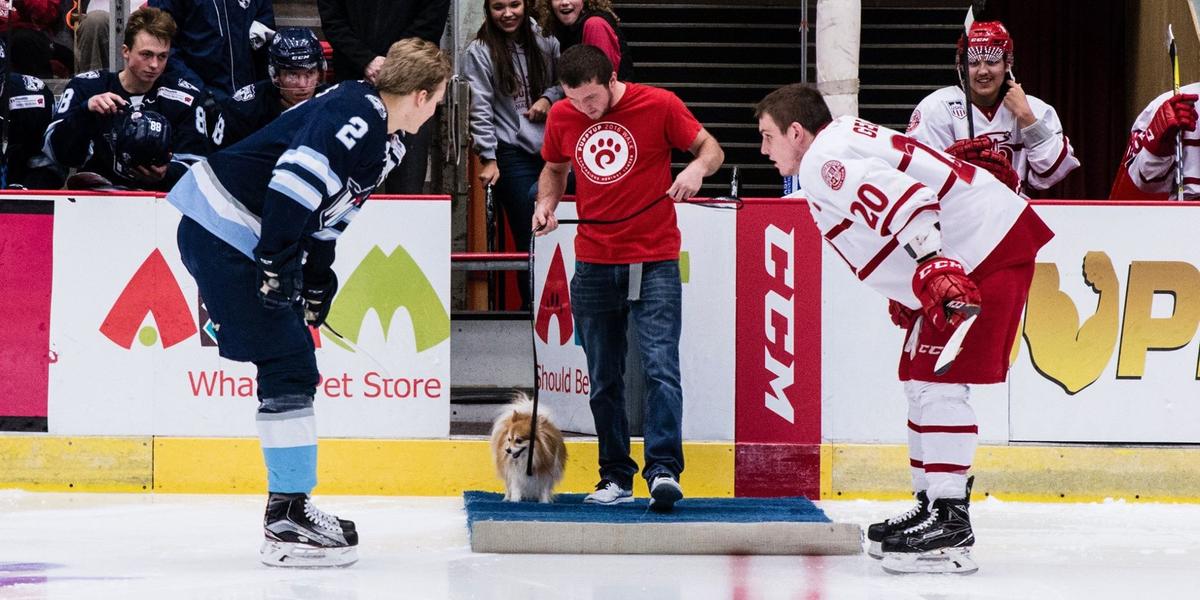 Dogs and humans can head to Scope Arena for hockey fun