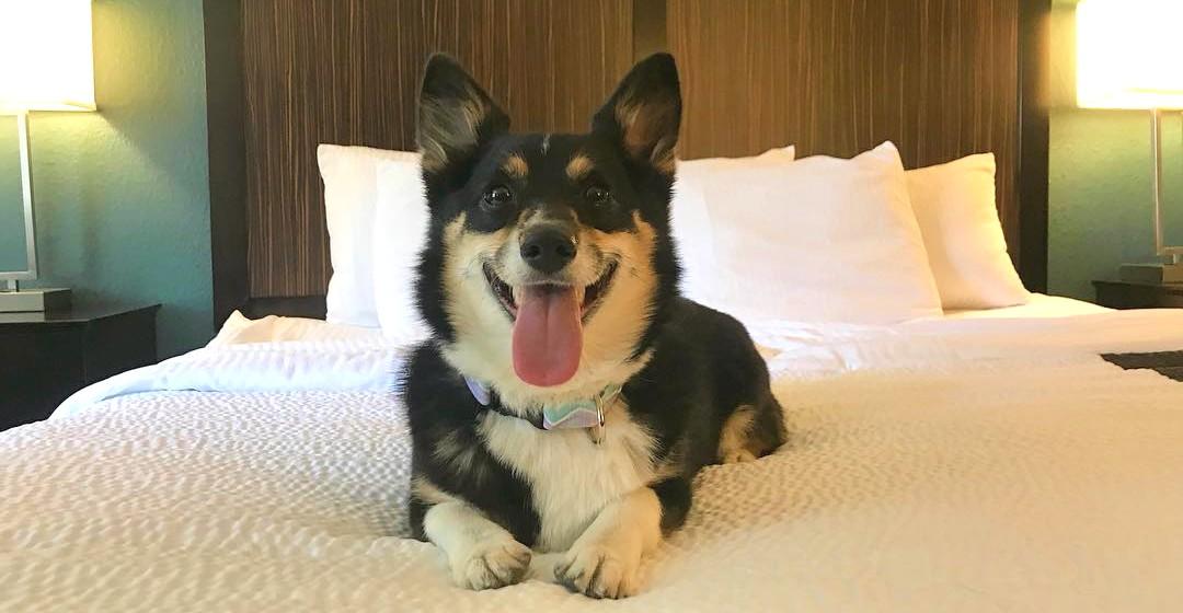 La Quinta Pet Policy - BringFido