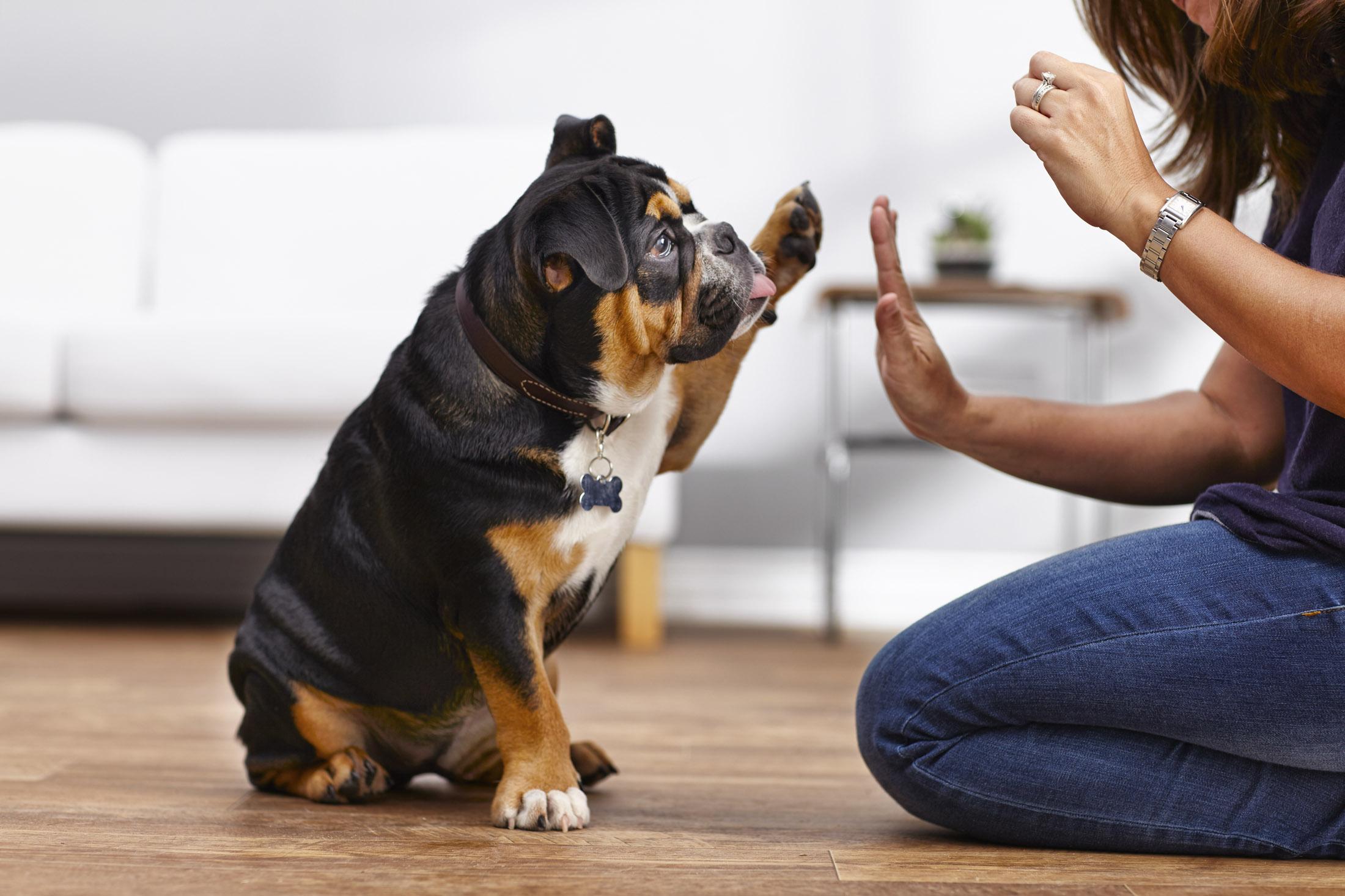 Health & Wellness Goals for Your Dog in 2020
