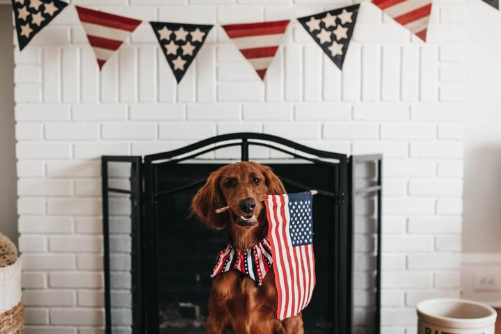 A Brown Dog Holds an American Flag in His Mouth.