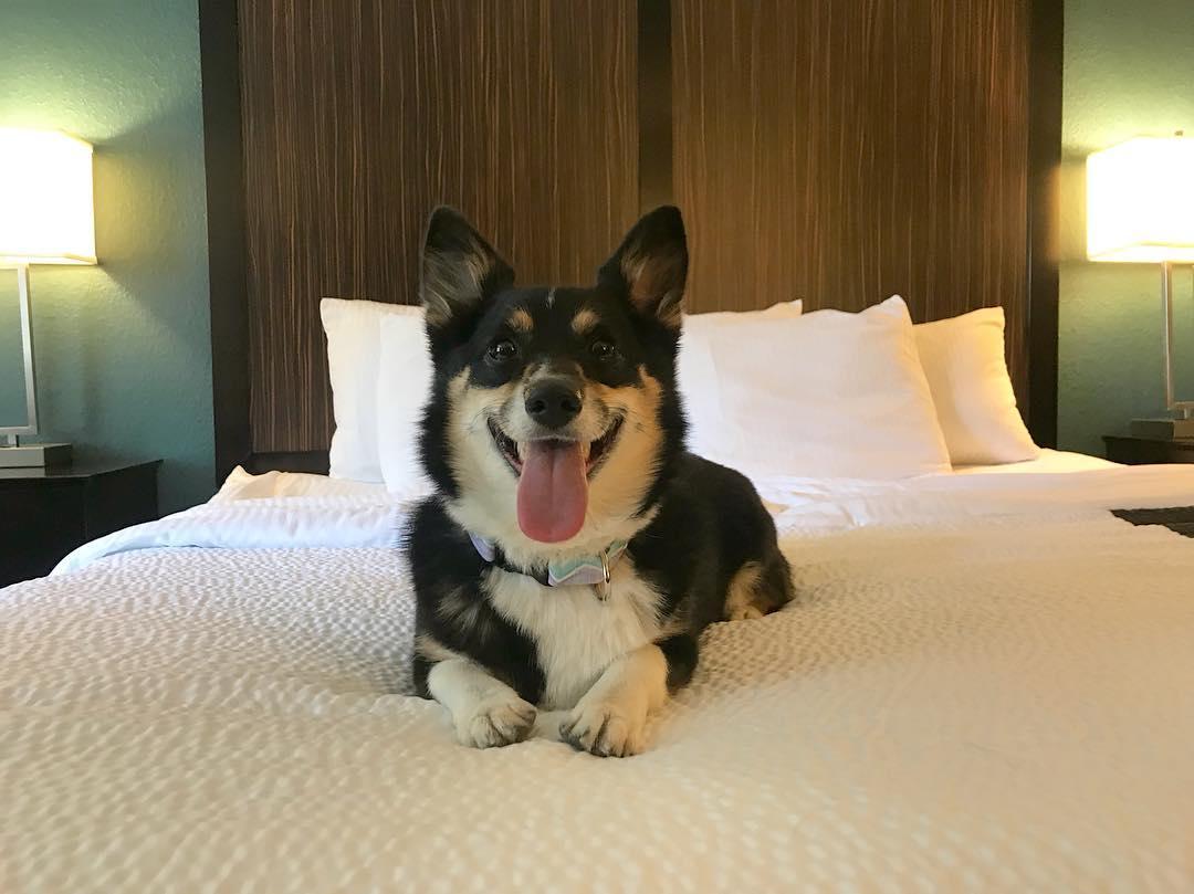 La Quinta Pet Policy - BringFido