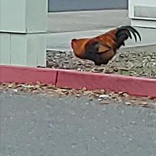 Peet's Coffee & Tea restaurant view 1