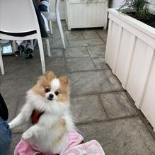 Elli's Great American Restaurant restaurant view 4