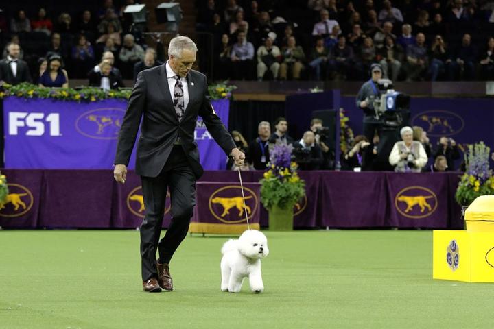 A Man Walks a Bischon at the Westminster Kennel Club Dog Show.