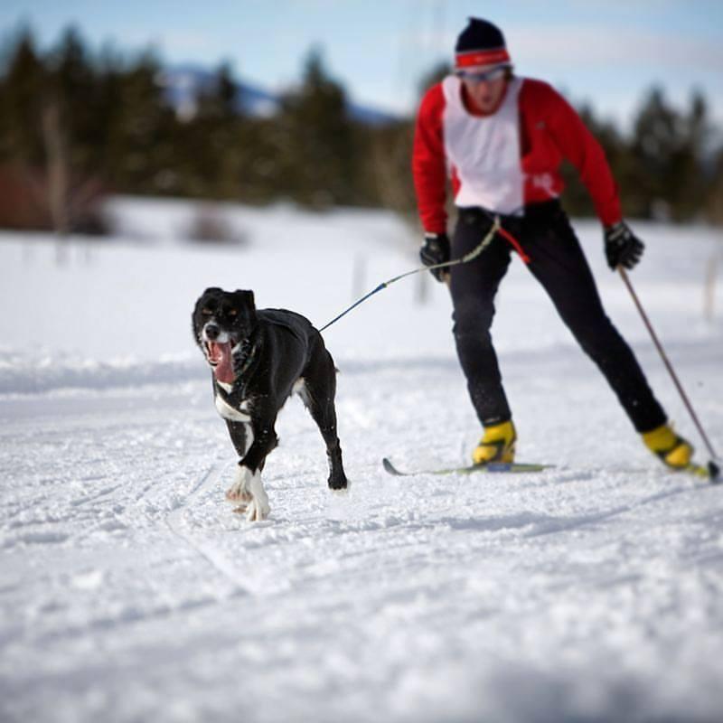 Best Dog-Friendly Skijoring Destinations