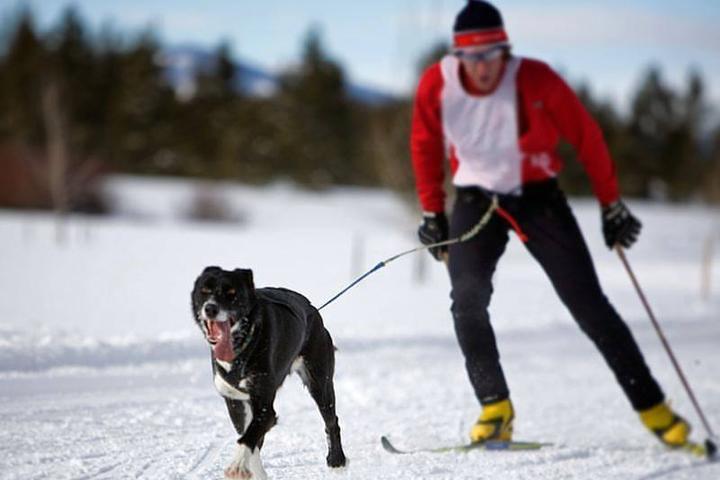 A Man Skijors With His Dog at a Pet-Friendly Resort in Colorado..