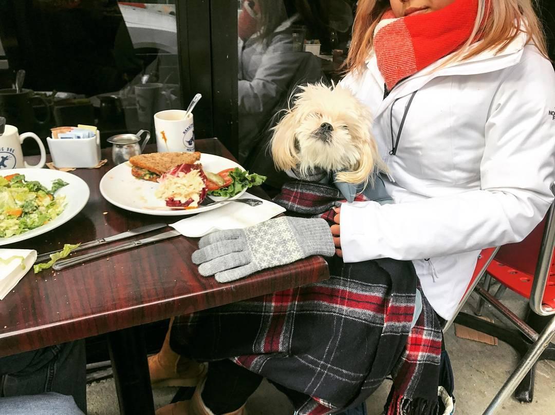 Barking Dog NYC ⋆ BringFido