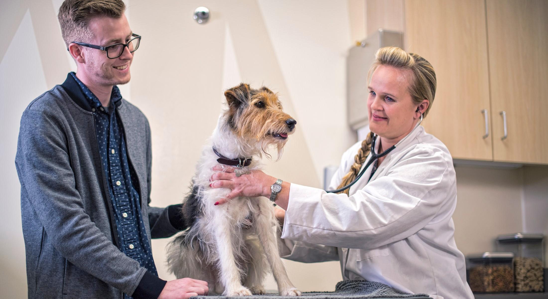 Why A Vet Visit Is Essential Before Fido Hits the Road