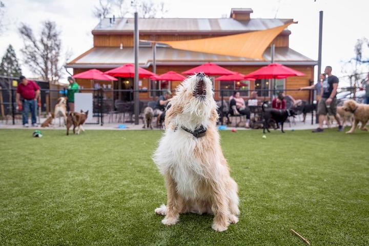 Pet Friendly Pub Dog Colorado