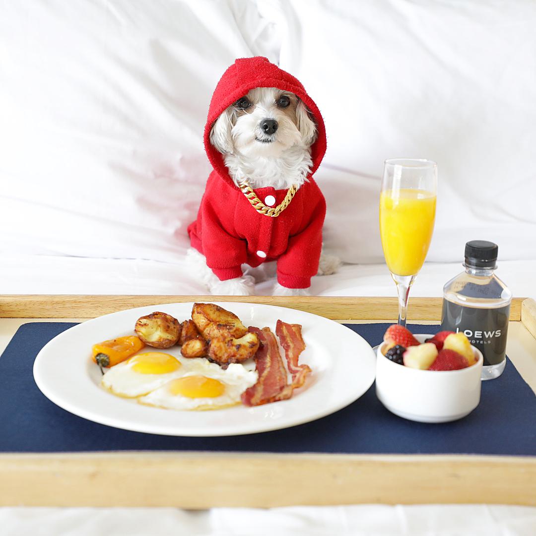 Loews Miami Beach Hotel Pet Policy