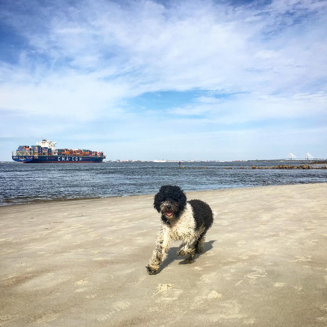 Beach At Sullivans Island