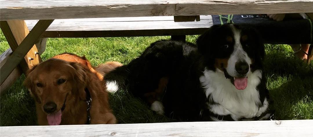 Dog Friendly Southold, NY