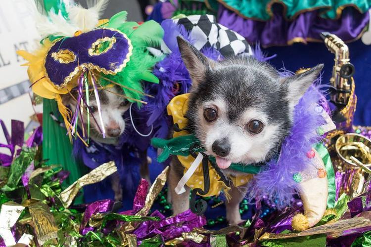 The Most Dog-Friendly Mardi Gras Celebrations in the U.S.