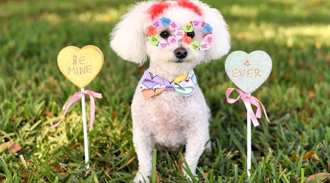 Best Valentine's Day Gifts for Dogs and Dog Lovers