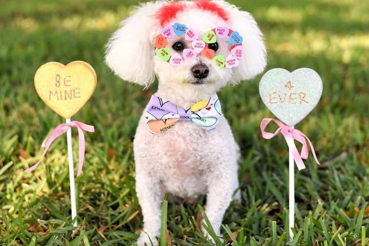 A Bichon Wears Candy Heart Glasses and Stands Between Two Valentine's Day Hearts.