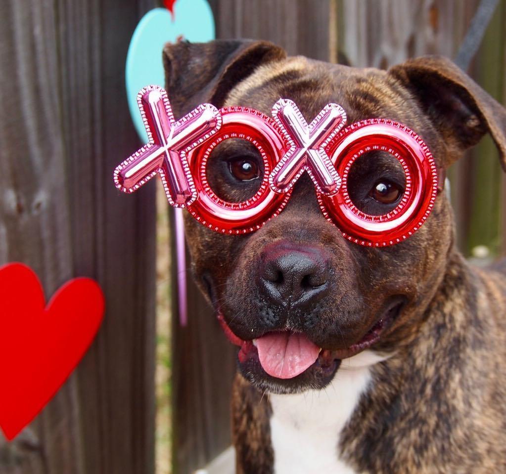 Dog-Friendly Date Ideas for This Valentine's Day