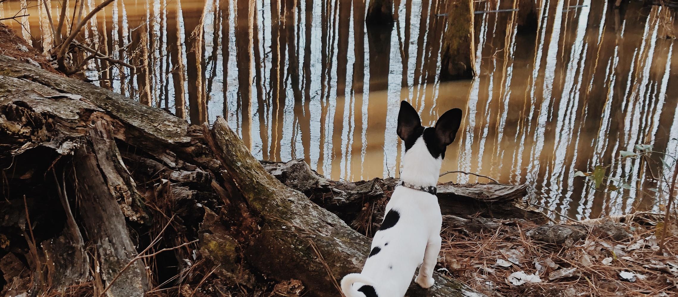 Dog Friendly Starkville, MS