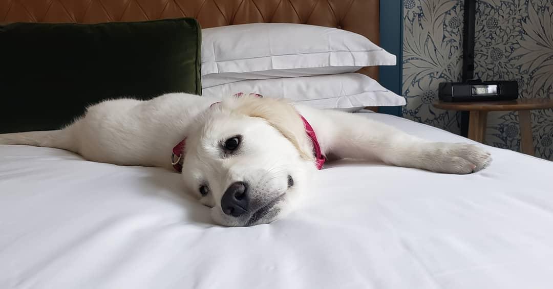 Kimpton Hotel Monaco Denver Pet Policy