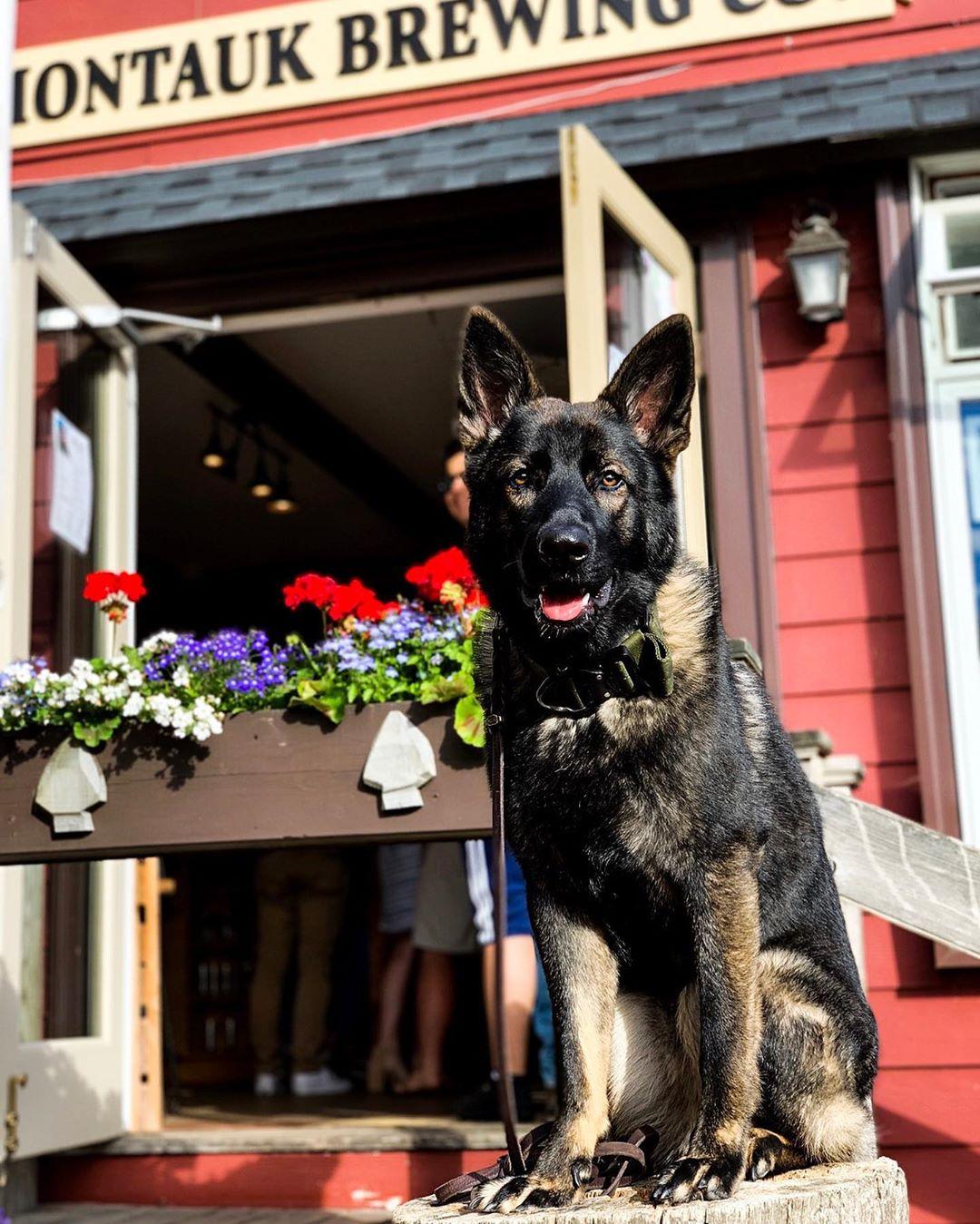 Uzi At Pet Friendly Montauk Brewing Company