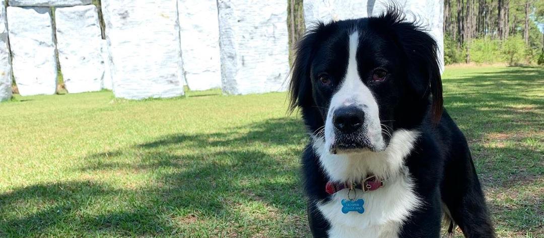 Dog Friendly Elberta, AL