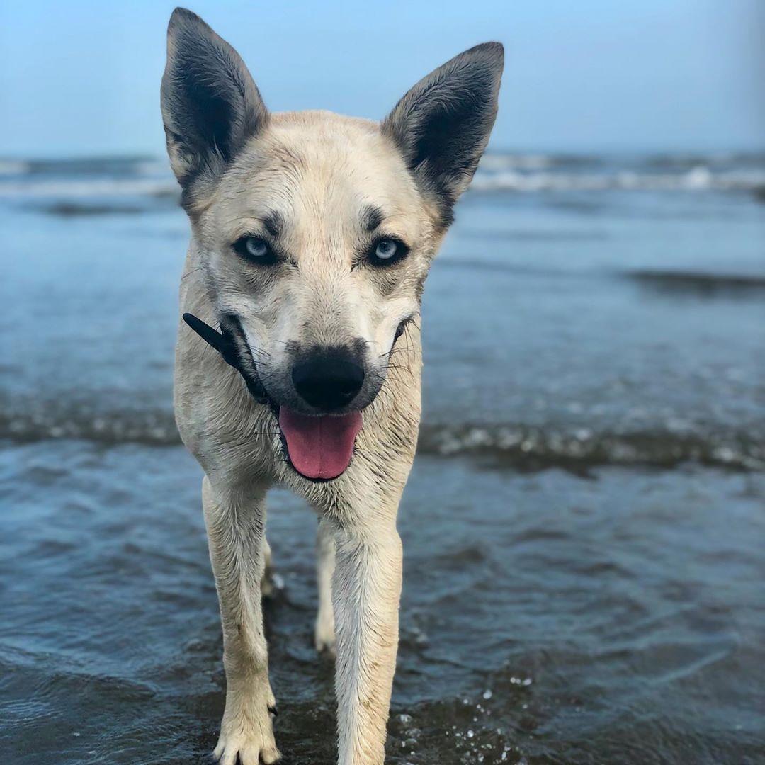 Tucker Explores Pet Friendly Galveston Island