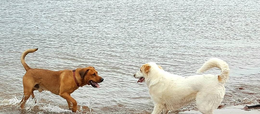 Dog Friendly York, PE