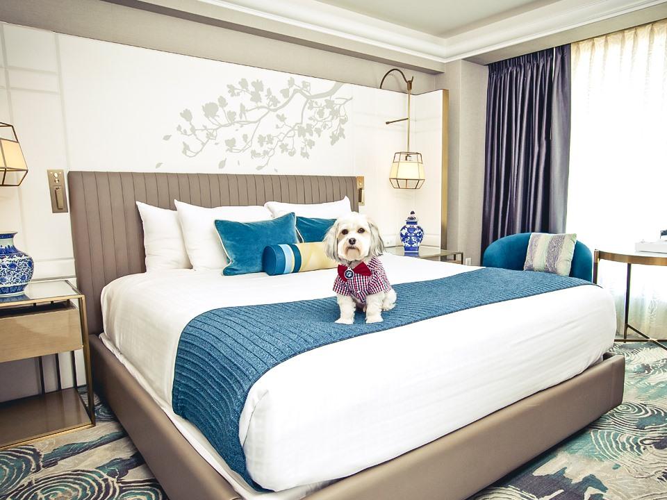 Pet-Friendly Hotels to Love in the West