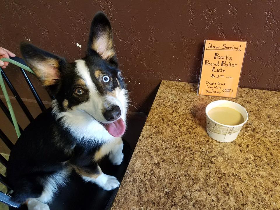 Dog-Friendly Coffee Shops