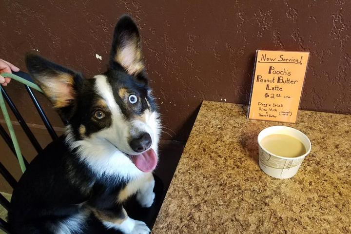 10 Dog-Friendly Coffee Shops With Extra Perks for Fido
