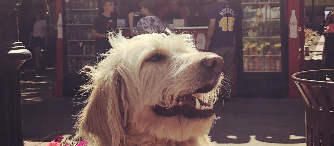 Dog Friendly Farmington, UT