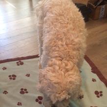 Starbucks restaurant view 1