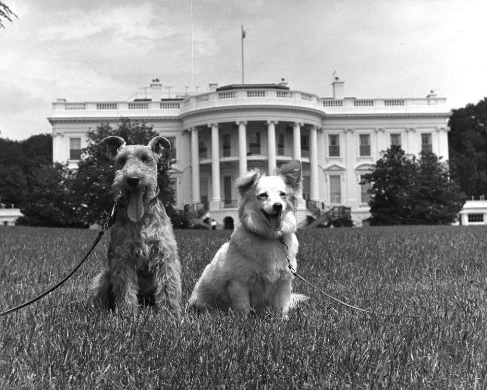 All the President’s Mutts A History of Dogs in the White House BringFido