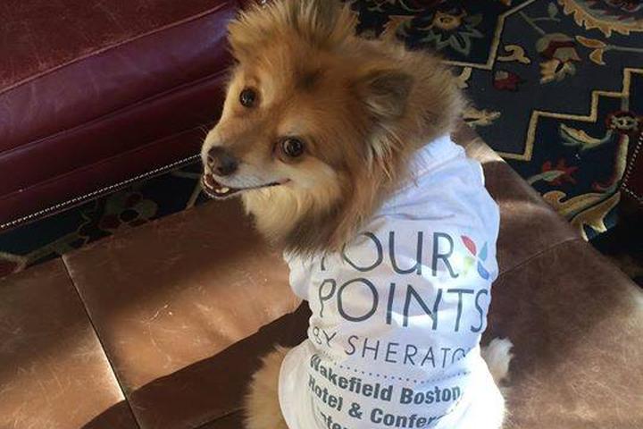 Can I Bring My Dog to Four Points by Sheraton?