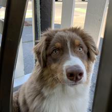 Mi Tierra restaurant view 1