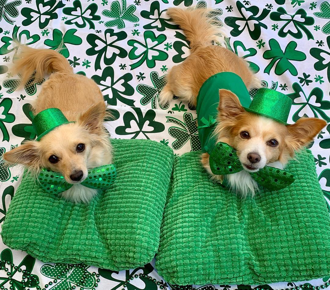 Celebrate St. Patrick's Day With This Gear for Dogs