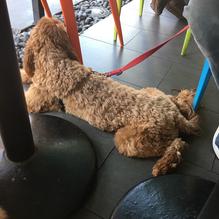 LuLu California Bistro restaurant view 1