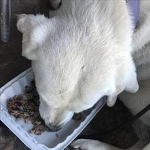 Beachside Bar and Grill restaurant view 1