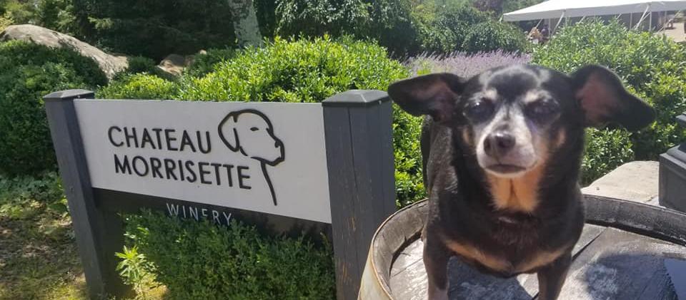 Dog Friendly Floyd, VA