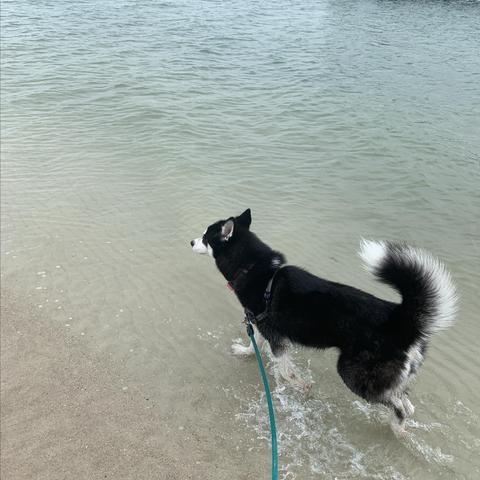 Dog Friendly New Smyrna Beach, FL - BringFido