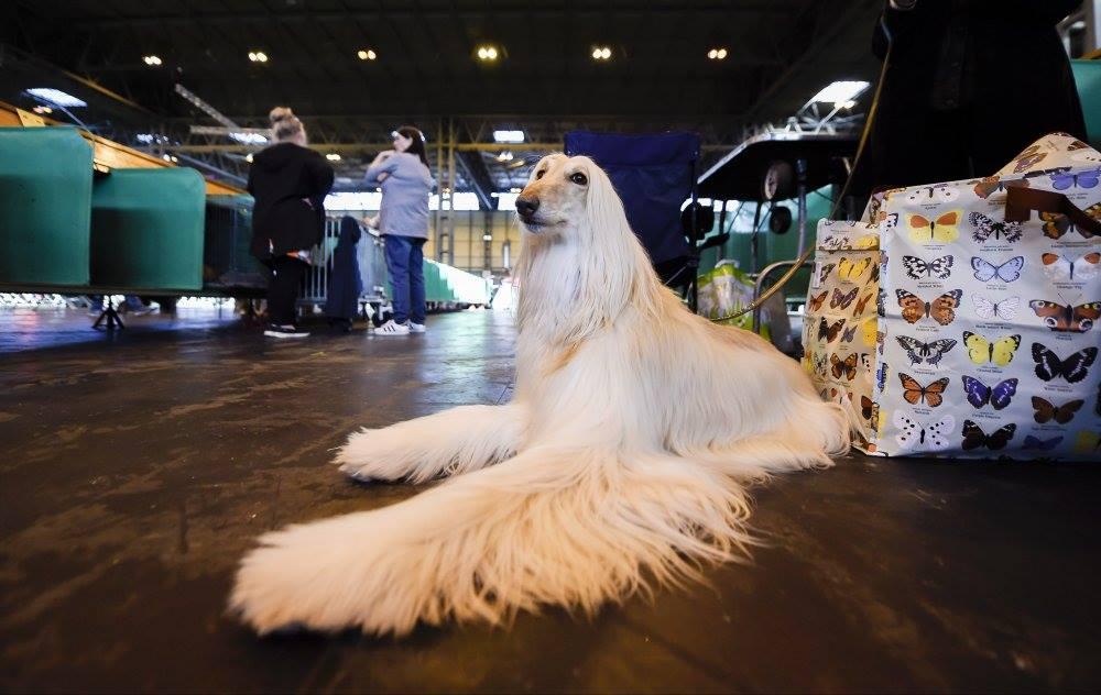 which dog won best in show at crufts 2019