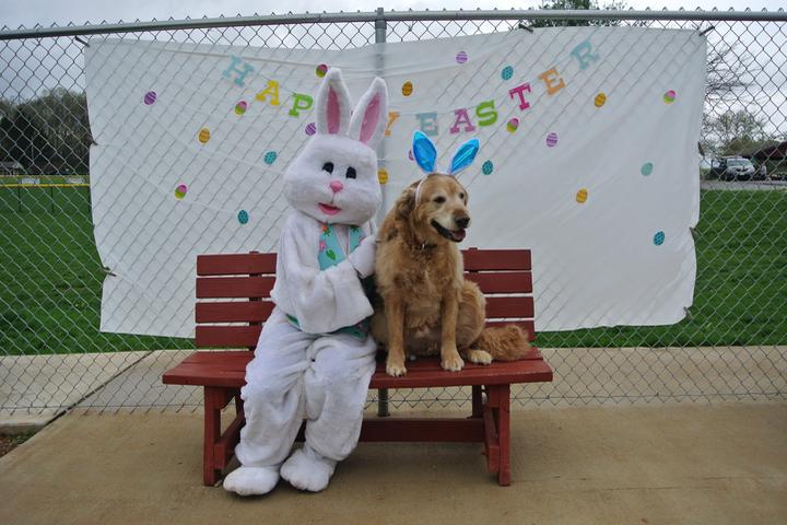 A Retreiver Wears Bunny Ears and Sits By a Bunny Mascot at a Dog-Friendly Egg Hunt in Glen Rock.