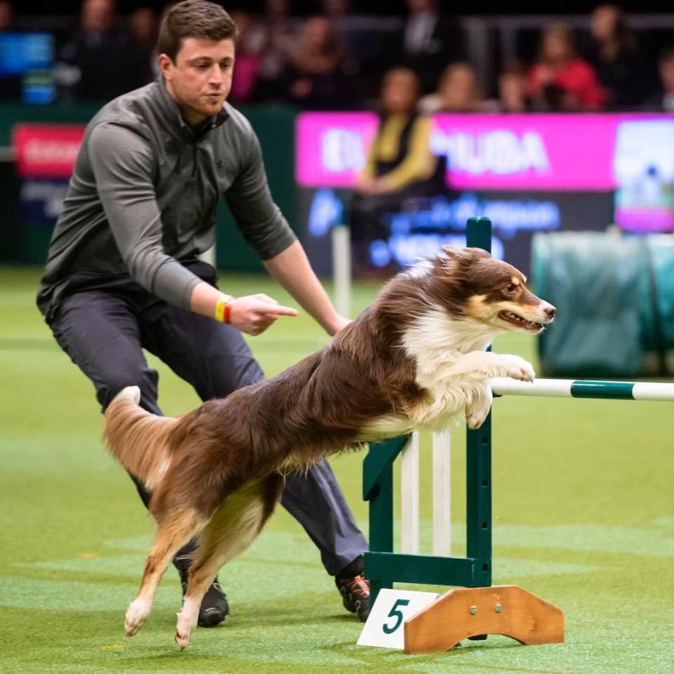 All About Crufts: Where Every Dog Has Its Day