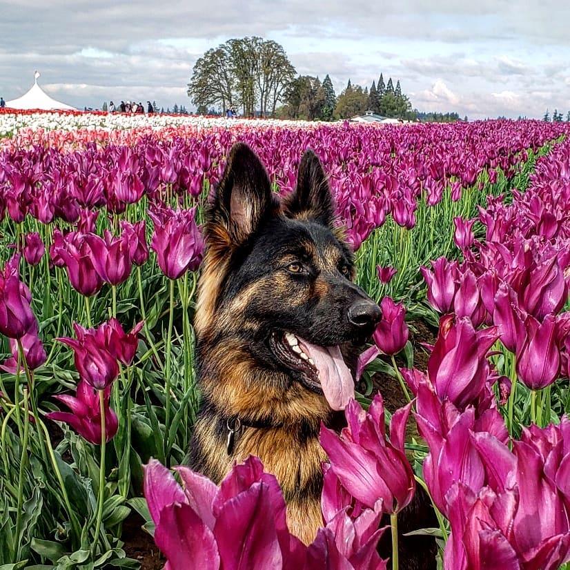 8 Dog-Friendly Spring Festivals You’re Going to “Dig”