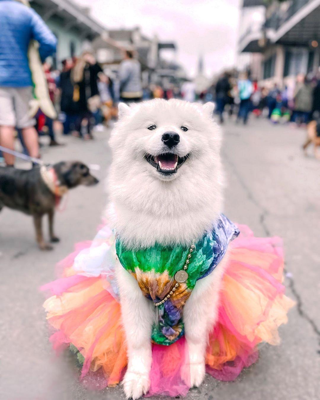 The Best-Dressed Mutts of Mardi Gras