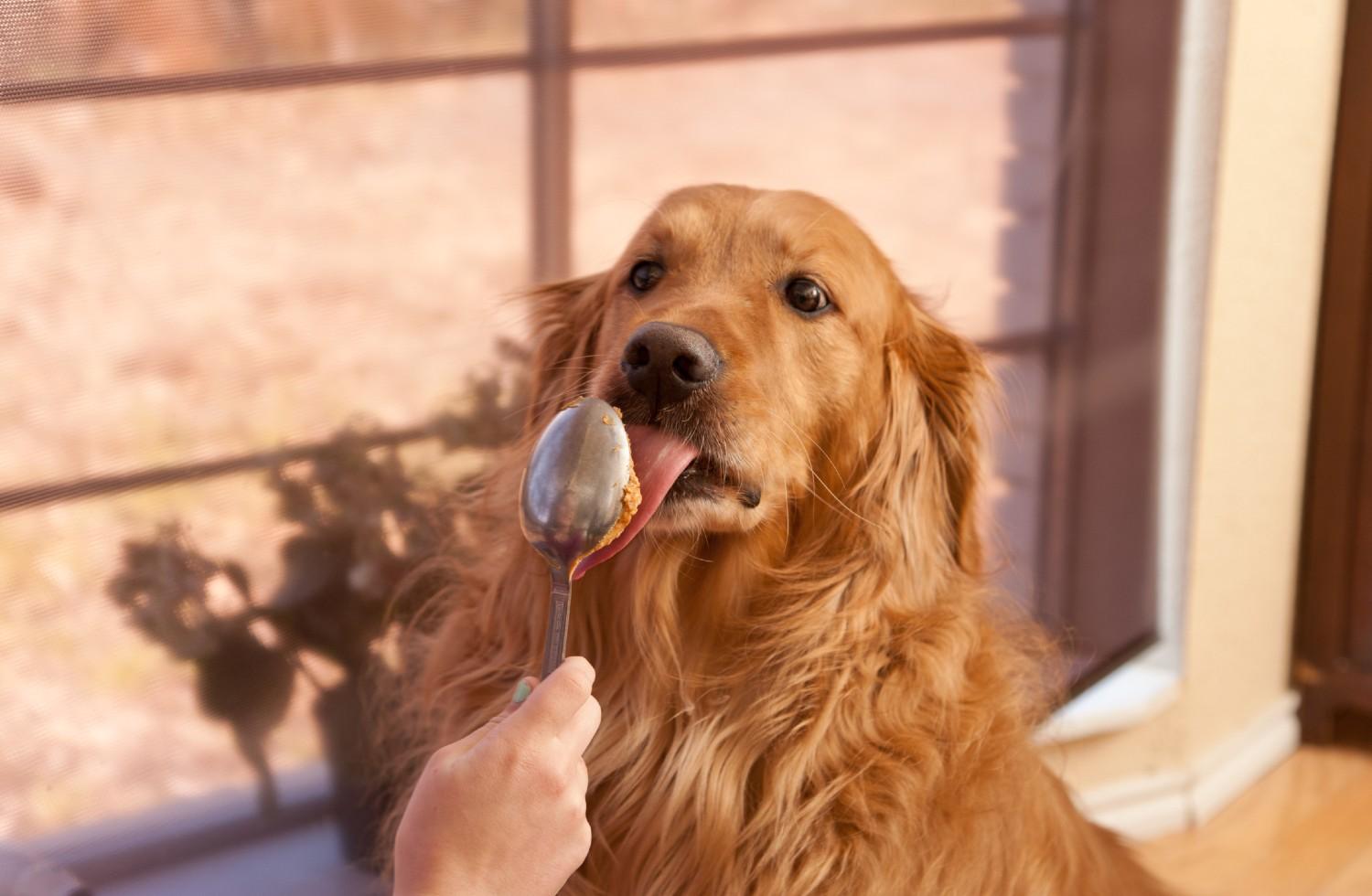 PB & Yay! Where to Bring Fido on National Peanut Butter Lover's Day