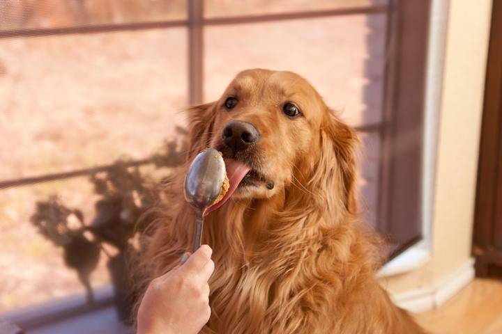 A Golden Retriever Licks Peanut Butter Off a Spoon