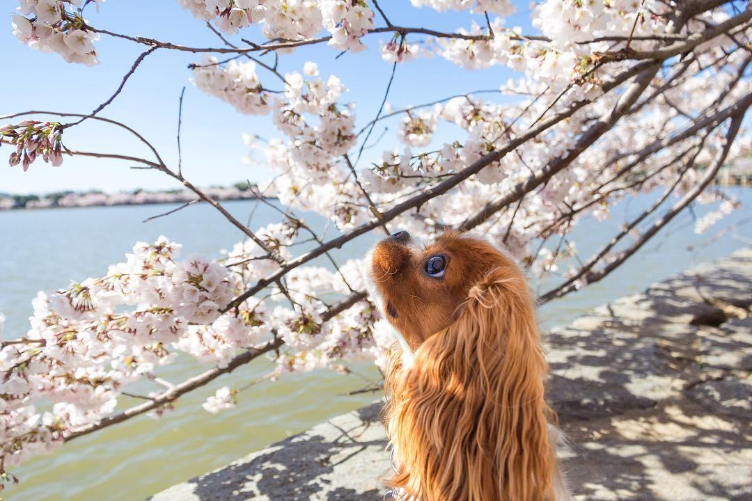 WASHINGTON NATIONALS CITY CONNECT THE DOLLAR AND CHERRY BLOSSOM