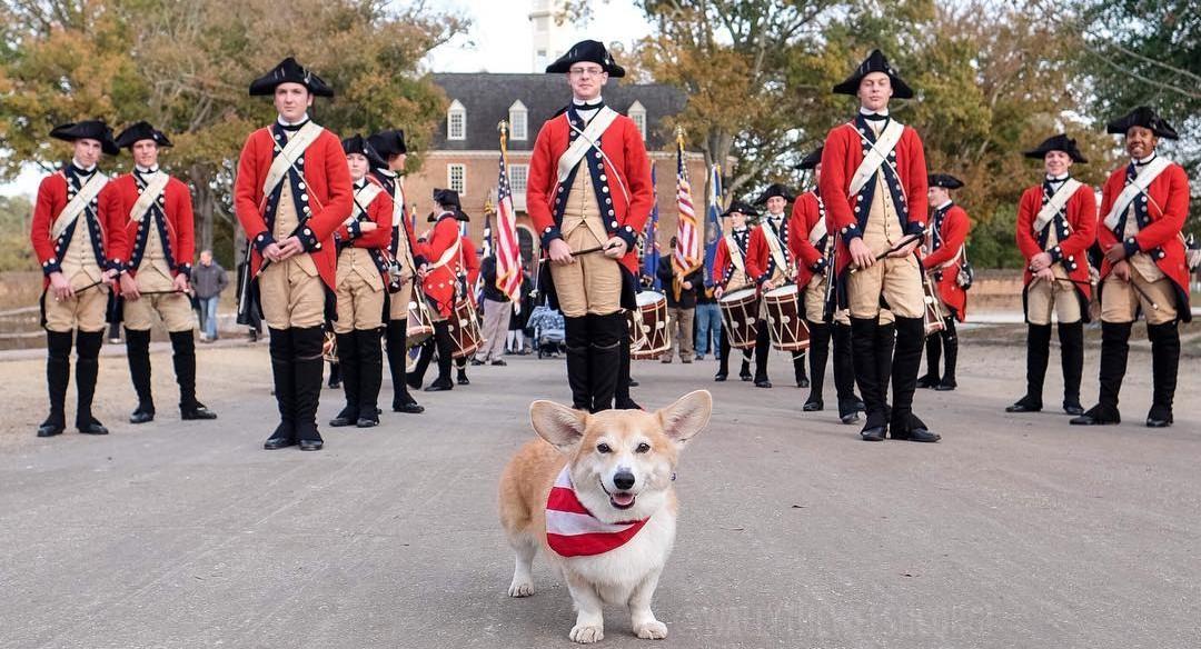 Give these dogs a 'staycation' over Spring Break, Short-term foster care  for dogs